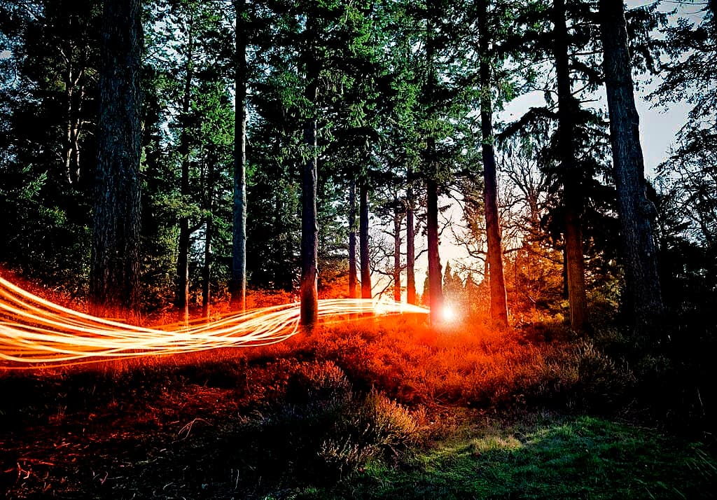 Streaks of orange light drawn through a pine forest at dusk